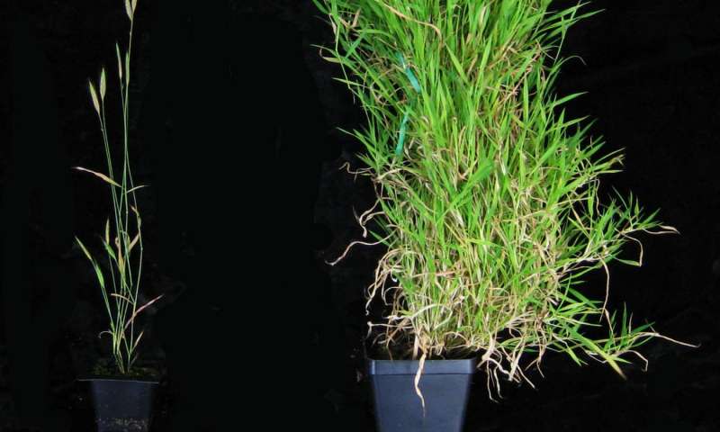 新发现的基因有助于春季开花在重要的草类作物中