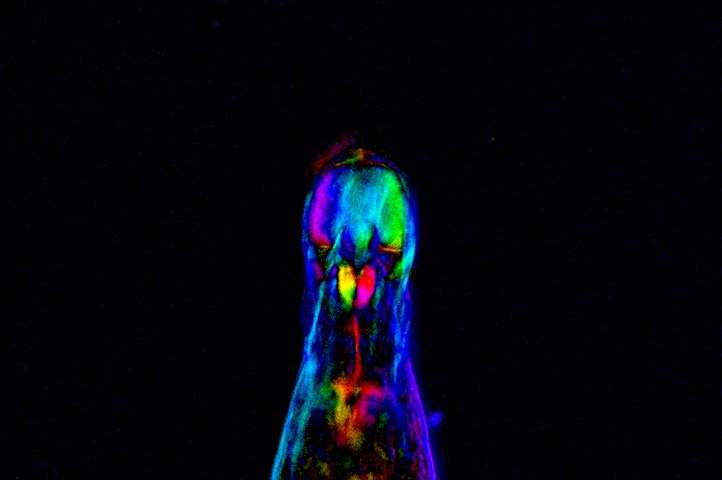 新发现的DNA序列可以保护轮虫中的染色体