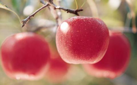 苹果基因组序列有助于育种新品种的发表