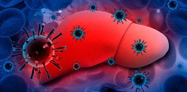 研究细胞培养中的乙型肝炎和三角洲感染
