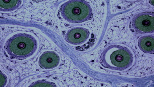 Human Cell Atlas数据平台在CZI的支持下启动