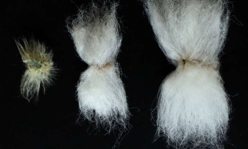 迈向表观遗传修饰的棉花的第一步
