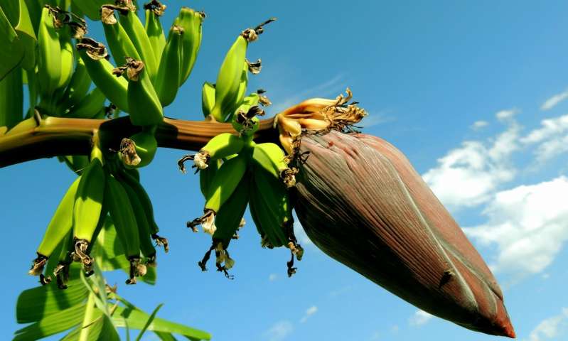 研究发现大型染色体互换是香蕉驯化的关键