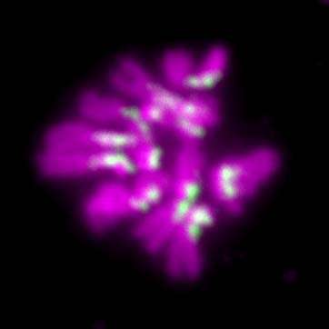 果蝇蛋白在连接染色体拷贝中的双重作用