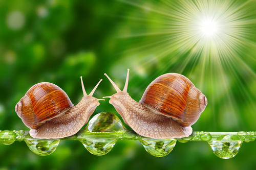 嘶嘶作响的蜗牛优先考虑蛋白质的稳定性