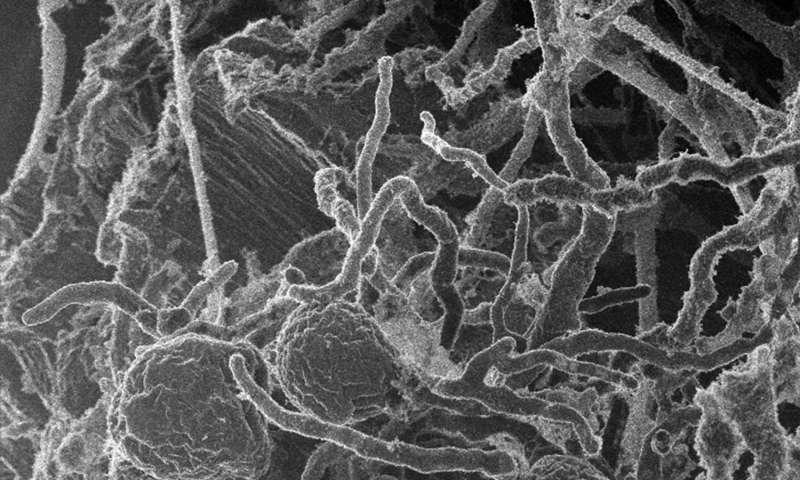 真菌酶可以更有效地分解纤维素