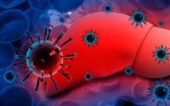 研究细胞培养中的乙型肝炎和三角洲感染