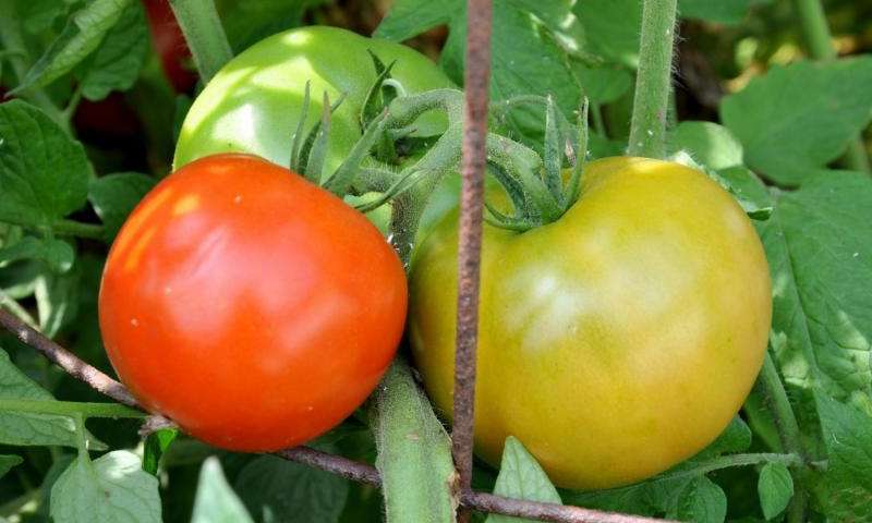 研究揭示了番茄成熟过程中DNA去甲基化的不同方面