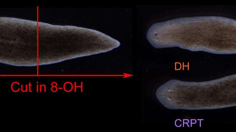 研究人员揭示了生物电模式指导了受伤后蠕虫的再生体计划