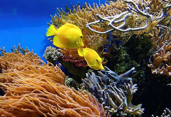重新思考病毒在珊瑚礁生态系统中的作用