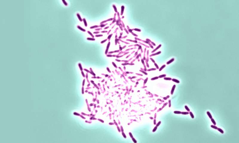 生物膜发现提出了预防危险感染的新方法