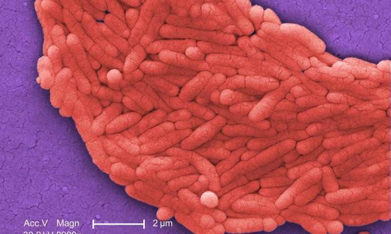 研究小组在肉鸡的沙门氏菌中发现了新的抗生素抗性基因