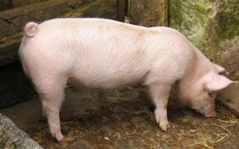 科学家们克服了猪的基因组缺陷