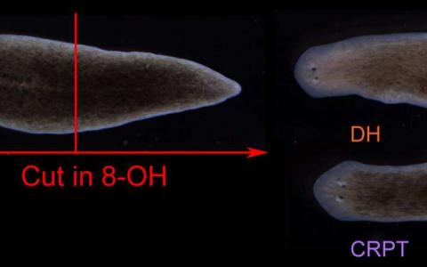 研究人员揭示了生物电模式指导了受伤后蠕虫的再生体计划