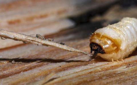 木甲虫是大自然的回收者-在真菌的帮助下