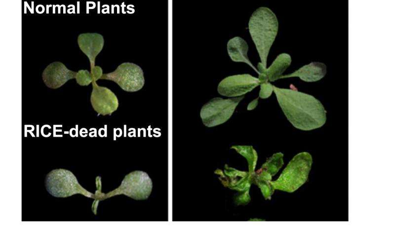 科学家发现了两种与植物发育相关的新蛋白质