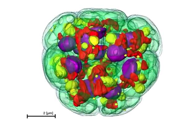 绿藻基因组的测序提供了推进清洁能源生物产品的蓝图