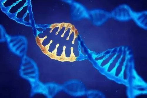 新研究有助于解决DNA组织中的一个神秘面纱