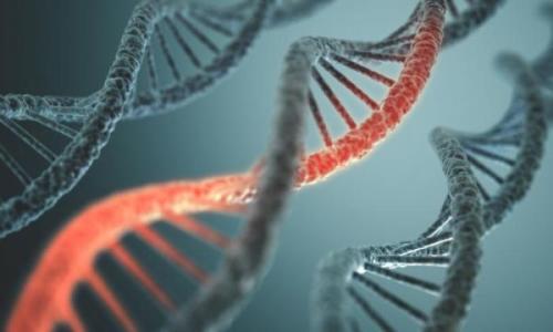 新研究将蛋白质相互作用定位于人类基因组的四分之一