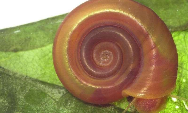 科学家解码了致命的热带蜗牛的基因组