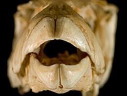 河豚和人类拥有相同的牙齿基因