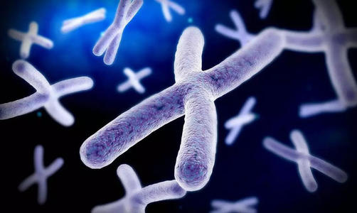 科学家解开染色体复印机的秘密