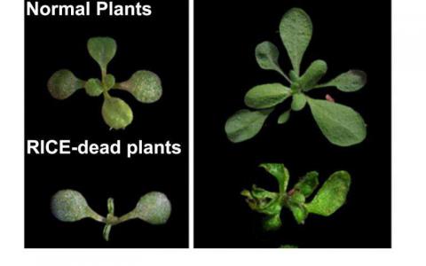 科学家发现了两种与植物发育相关的新蛋白质