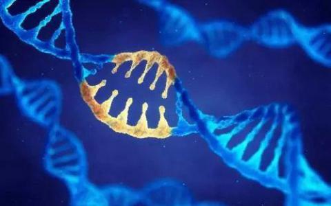 新研究有助于解决DNA组织中的一个神秘面纱