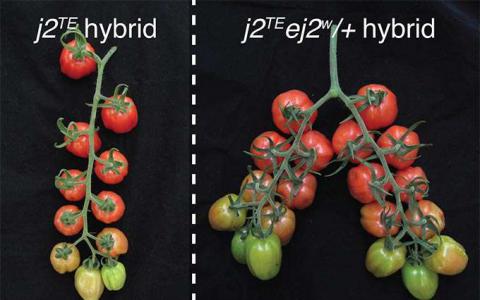 微调突变基因的“剂量”释放番茄植株长期捕获的产量潜力