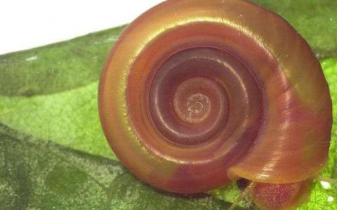 科学家解码了致命的热带蜗牛的基因组