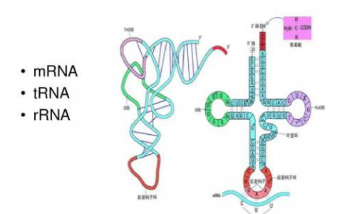 DNA显微镜在空间上映射细胞和组织中的DNA和其他生物分子