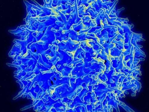 垂死细胞将小鼠免疫系统推入杀死肿瘤