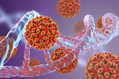 分子病毒学家获得了近200万美元的NIH补助金用于研究戊型肝炎病毒