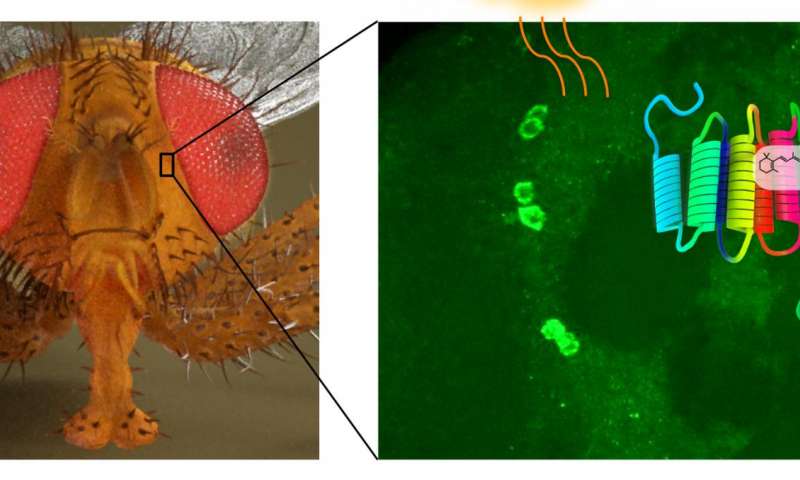 在果蝇大脑中发现了新的光敏分子