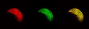 成像活斑马鱼胚胎实时揭示了基本身体计划的布局