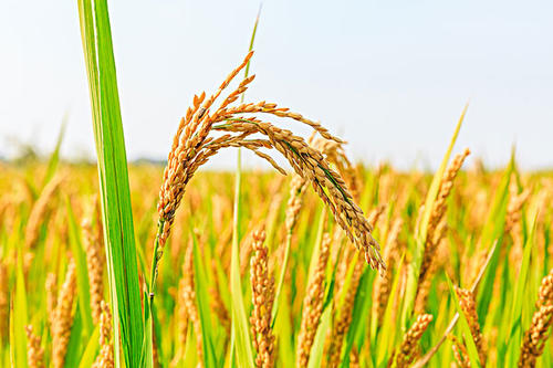 水稻作物的等离子体保护