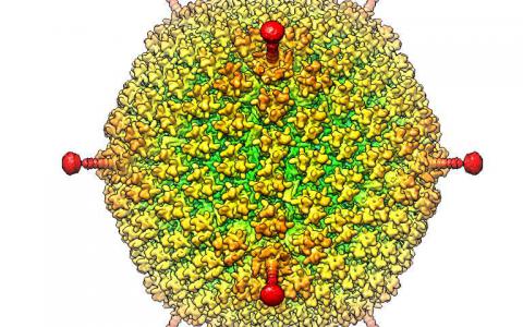 为什么一种眼睛靶向病毒可以成为一种有用的基因传递工具