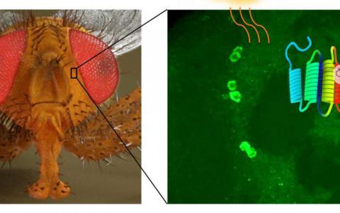 在果蝇大脑中发现了新的光敏分子