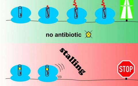 新抗生素的可能途径