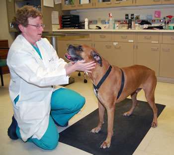Lou Gehrig病的生物标志物测试可用于诊断犬神经退行性疾病