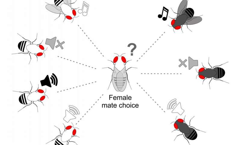 果蝇buzzatii果蝇雌性可以使用求爱歌曲来挑选同种配偶