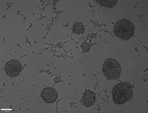 一切都在数学中新工具为细胞开发提供了路线图