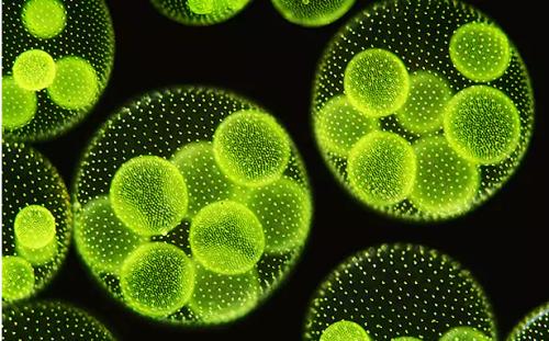 从微藻中快速低能量和连续生物燃料提取
