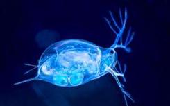 科学家揭示了Daphnia pulex的新的和改进的基因组序列