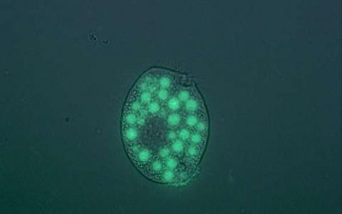 致病菌在湖泊和海洋中训练他们的防御