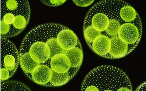 从微藻中快速低能量和连续生物燃料提取