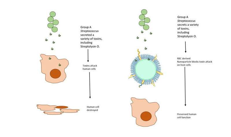 纳米海绵减轻了链球菌感染的严重程度