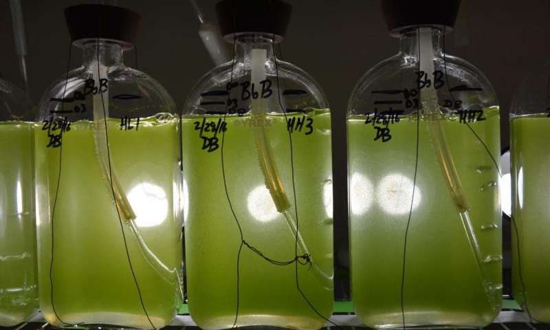 燃料生产藻类的基因组序列宣布