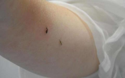 杀虫剂引起的腿部损失并不能消除冈比亚按蚊的和繁殖