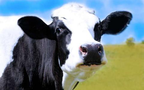 有些奶牛可能易患亚急性瘤胃酸中毒